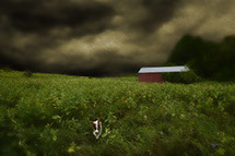 Puppy coming home before the storm 