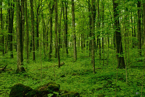 Gods Work on the Bruce Trail with rocks in forground
